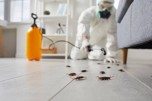Commercial Kitchen Cockroach Control in Roseville